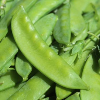 Zuckererbse Dwarf Gray Sugar (Samen)