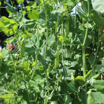 Zuckererbse Oregon Sugar Pod II (Samen)