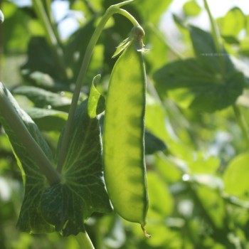 Zuckererbse Oregon Sugar Pod II (Samen)