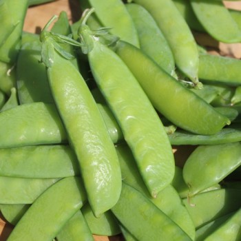 Zuckererbse Oregon Sugar Pod II (Samen)