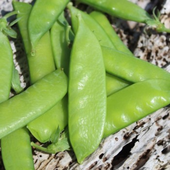 Zuckererbse Oregon Sugar Pod II (Samen)