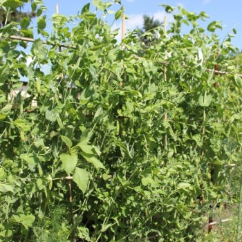 Zuckererbse Oregon Sugar Pod II (Samen)