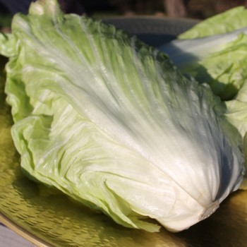 Zuckerhutsalat (Samen)