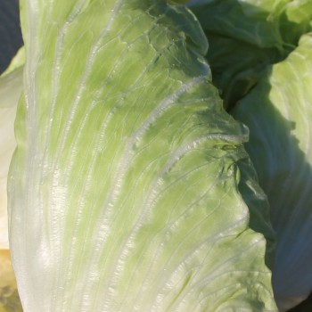 Zuckerhutsalat (Samen)