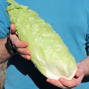 Zuckerhutsalat (Samen)