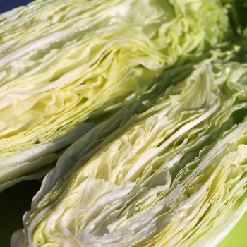 Zuckerhutsalat (Samen)