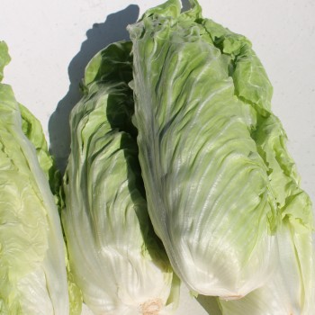 Zuckerhutsalat (Samen)