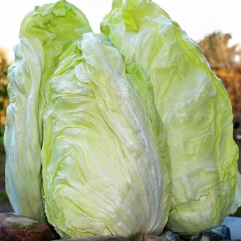Zuckerhutsalat