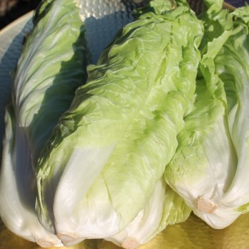 Zuckerhutsalat Bianca di Milano (Samen)