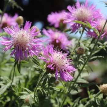Zweifarbige Flockenblume (Samen)