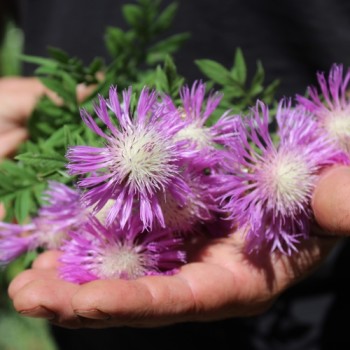 Zweifarbige Flockenblume (Samen)