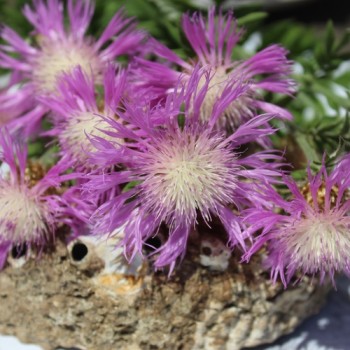 Zweifarbige Flockenblume (Samen)
