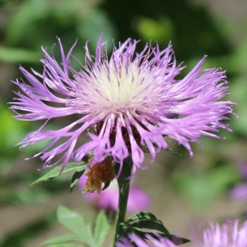 Zweifarbige Flockenblume (Samen)