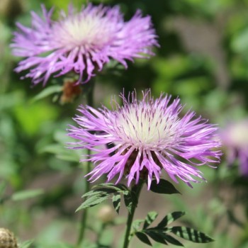 Zweifarbige Flockenblume (Samen)