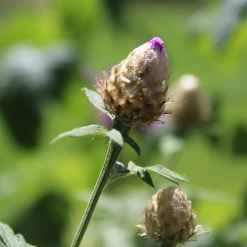 Zweifarbige Flockenblume (Samen)