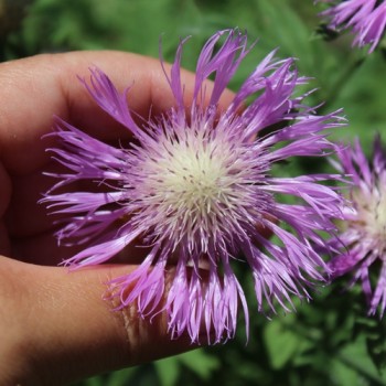 Zweifarbige Flockenblume (Samen)