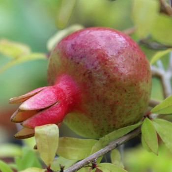 Zwerg-Granatapfel (Samen)