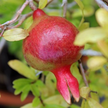 Zwerg-Granatapfel (Samen)