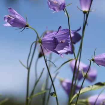 Zwerg-Glockenblume blau (Samen)