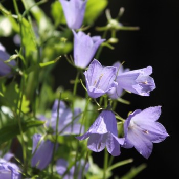 Zwerg-Glockenblume blau (Samen)