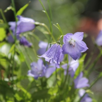 Zwerg-Glockenblume blau (Samen)