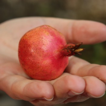 Zwerg-Granatapfel (Samen)