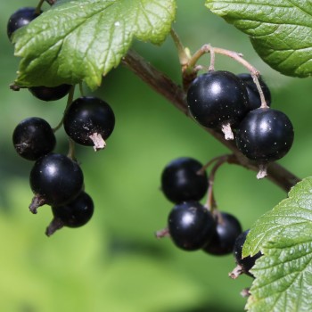 Zwerg-Johannisbeere Little Black Sugar (Pflanze)