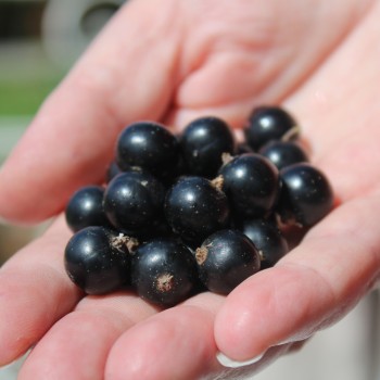 Zwerg-Johannisbeere Little Black Sugar (Pflanze)
