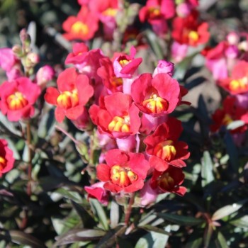 Neu! Zwerg-Löwenmäulchen Mini Cherry Cola (Samen)