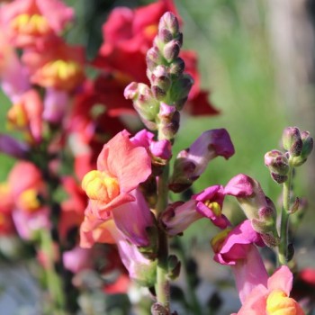 Neu! Zwerg-Löwenmäulchen Mini Cherry Cola (Samen)