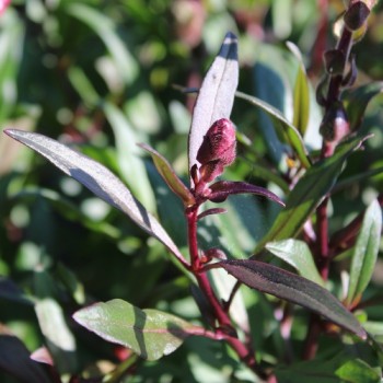 Neu! Zwerg-Löwenmäulchen Mini Cherry Cola (Samen)