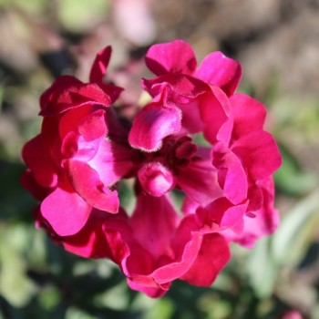 Neu! Zwerg-Löwenmäulchen Mini Cherry Cola (Samen)