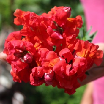 Zwerg-Löwenmäulchen Scarlet (Samen)