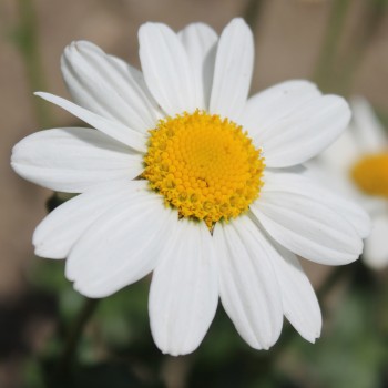 Zwerg-Margerite Silberprinzesschen (Samen)
