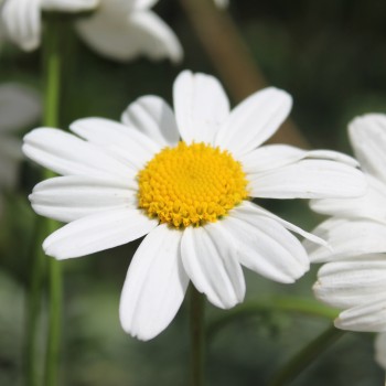 Zwerg-Margerite Silberprinzesschen (Samen)