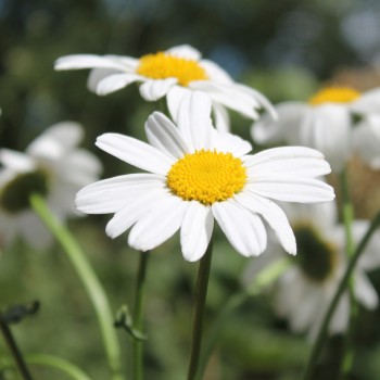 Zwerg-Margerite Silberprinzesschen (Samen)