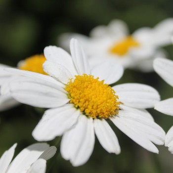 Zwerg-Margerite Silberprinzesschen (Samen)