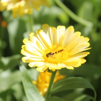 Ringelblume Citrus Mixture (Samen)