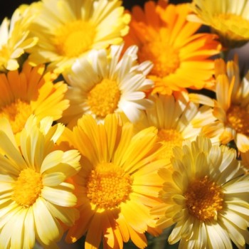 Ringelblume Citrus Mixture (Samen)
