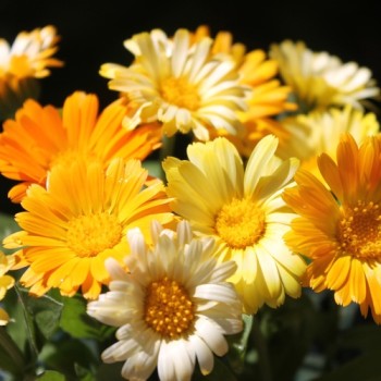 Ringelblume Citrus Mixture (Samen)
