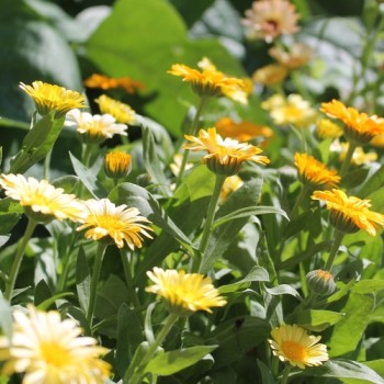 Ringelblume Citrus Mixture (Samen)