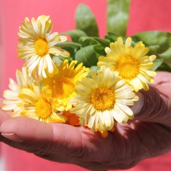 Ringelblume Citrus Mixture (Samen)