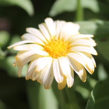 Ringelblume Citrus Mixture (Samen)