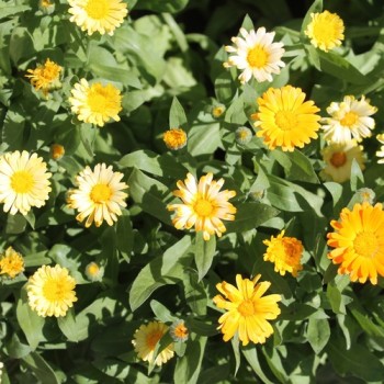 Ringelblume Citrus Mixture (Samen)