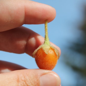 Zwerg-Tamarillo (Samen)