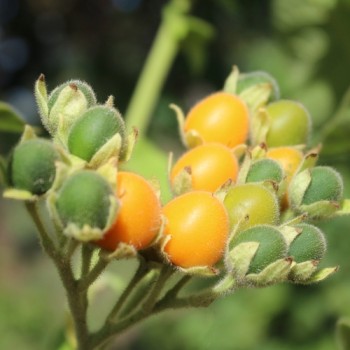 Zwerg-Tamarillo (Samen)