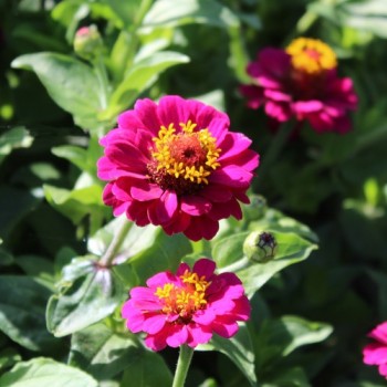 Zwerg-Zinnie Lilliputek pink (Samen)