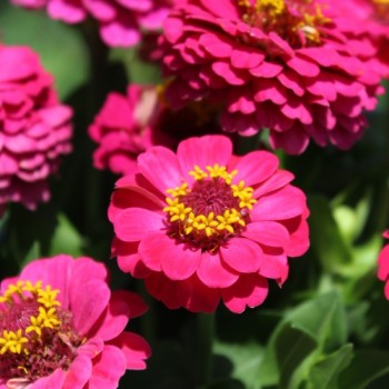 Zwerg-Zinnie Lilliputek pink (Samen)