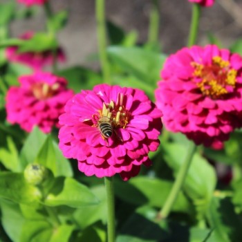 Zwerg-Zinnie Lilliputek pink (Samen)