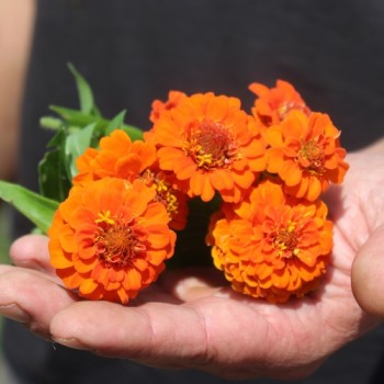 Zwerg-Zinnie Orange (Samen)